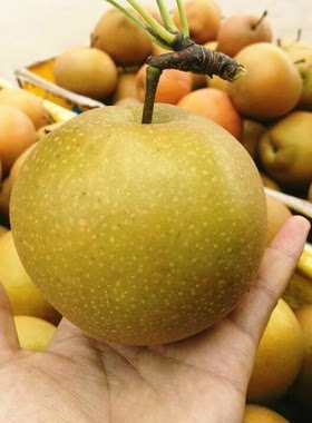 湖北现摘新鲜黄花梨子