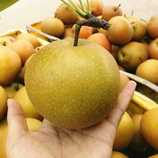 湖北现摘新鲜黄花梨子脆甜薄皮多汁无渣沙梨应季水果梨子包邮