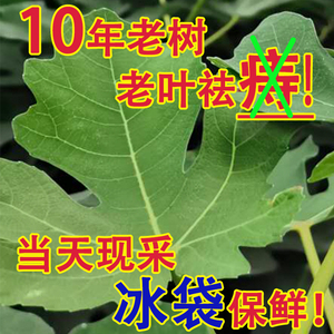 无花果叶子老树现摘药用祛痔肉球