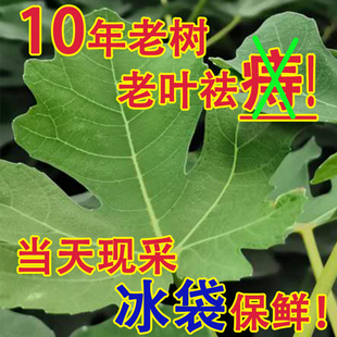 老树新鲜无花果叶现摘孕妇产后坐浴药用叶子zhi疮汁液偏f熏洗蒸