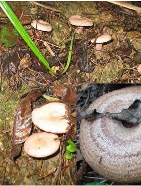 雁来菌野生蘑菇新鲜松乳菌三九菇枞树菇乌枞菌松乳菇寒菌雁燕来蕈