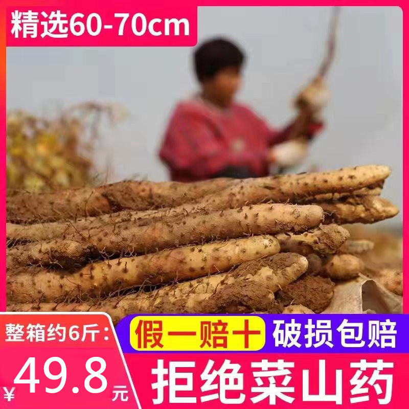 Green Day 2021 Orthodox school Heze specialty Iron Yam Fresh 5 Henan Jiaozuo Yamin the Aquatic meat/Fresh fruits and vegetables/Cooked , Fresh vegetables/Vegetable products , Fresh vegetables , Fresh yam  category - from Buy2taobao.com to provide professional Taobao agent buy service
