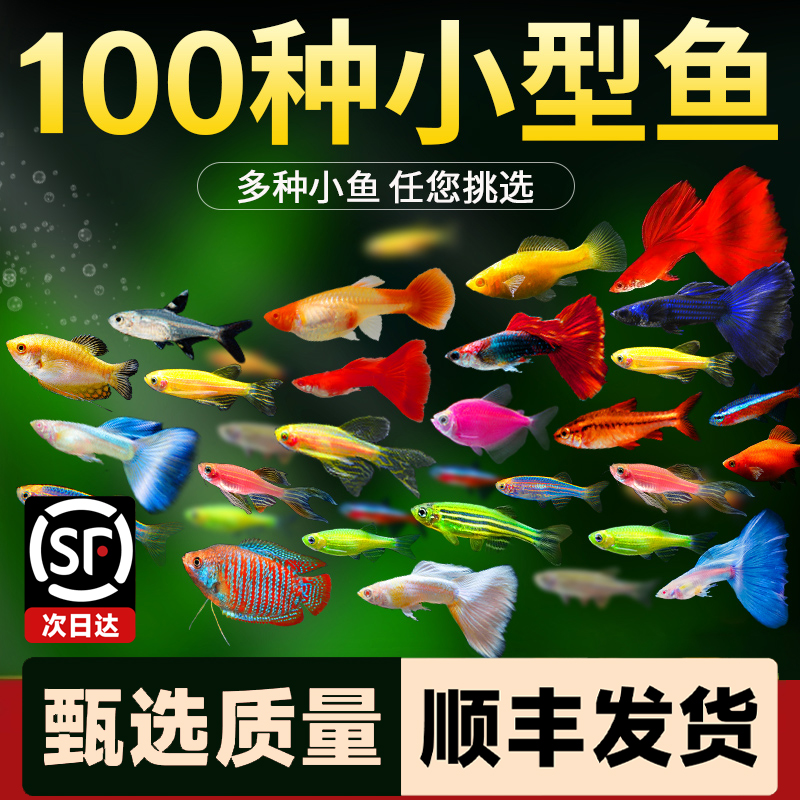 新疆包邮发货观赏鱼新手好养耐活