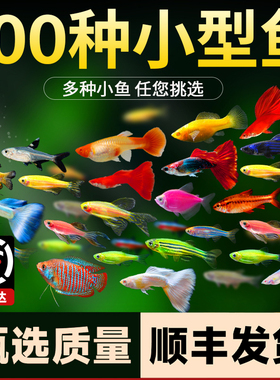 热带观赏鱼斑马孔雀鱼灯科红绿灯鱼新手好养耐活小型活鱼新疆包邮