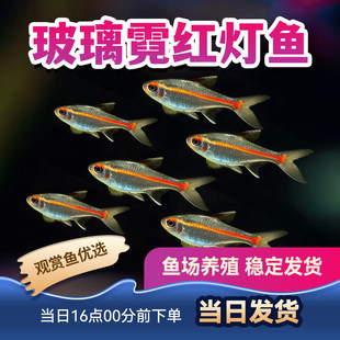 观赏鱼红灯管鱼热带鱼灯科小型活体红管灯鱼玻璃霓虹灯鱼包活包邮