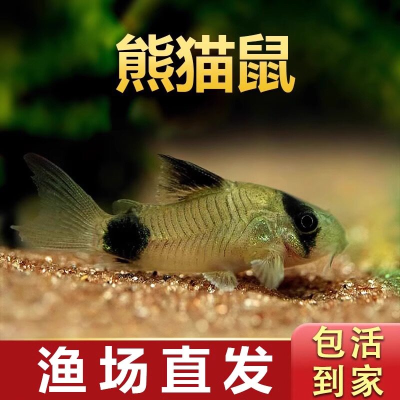 熊猫鼠小型热带斑马鱼除藻工具