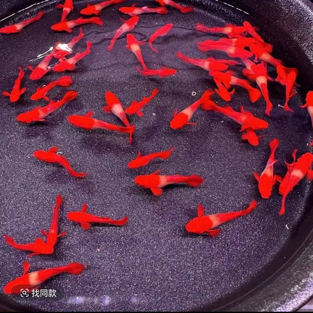 红色孔雀鱼鸿运当头双分水易养活