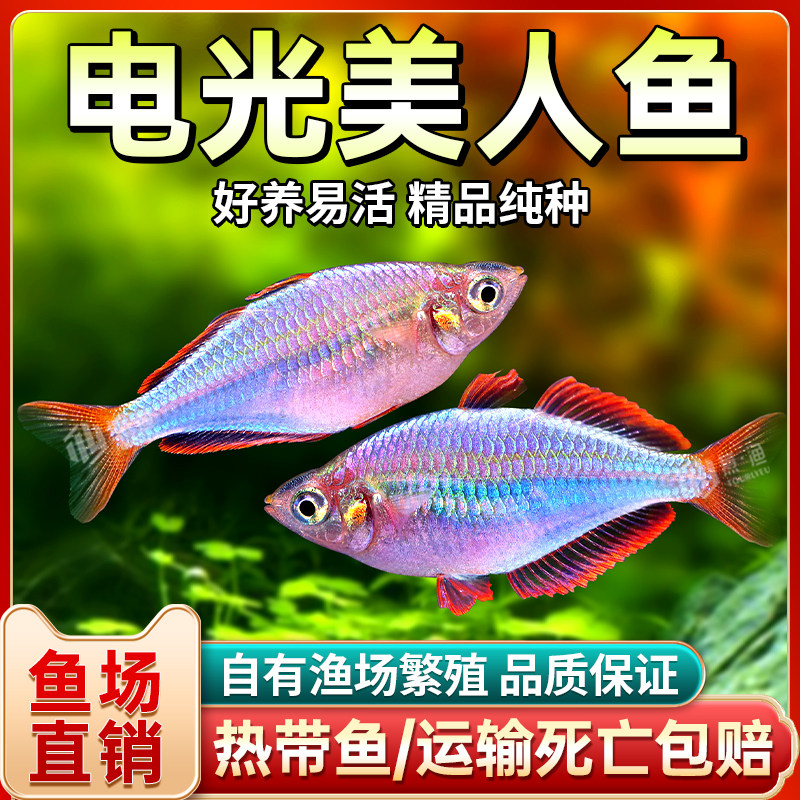 草缸群游鱼电光美人新手好养活