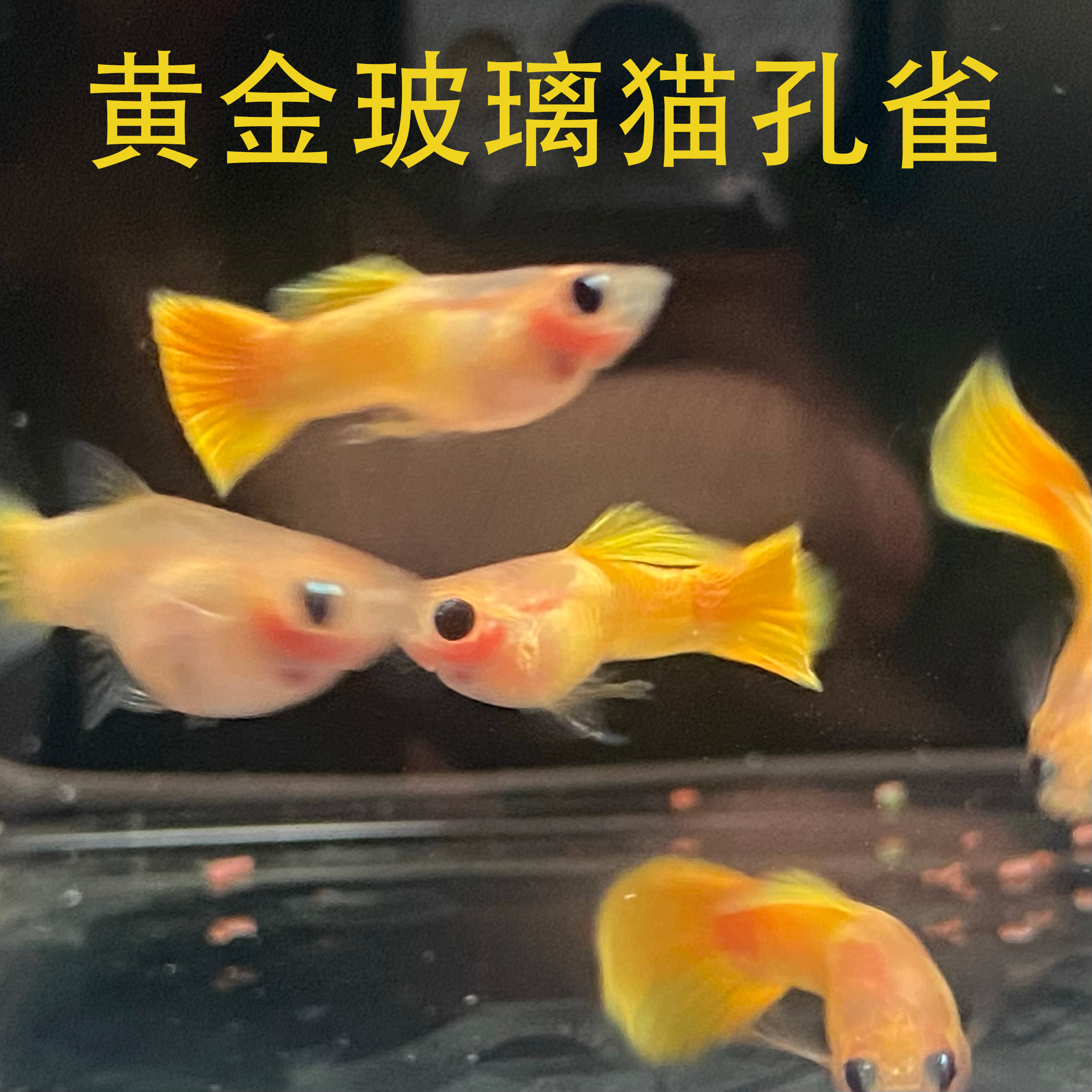 高端孔雀鱼精品黄金玻璃猫热带鱼