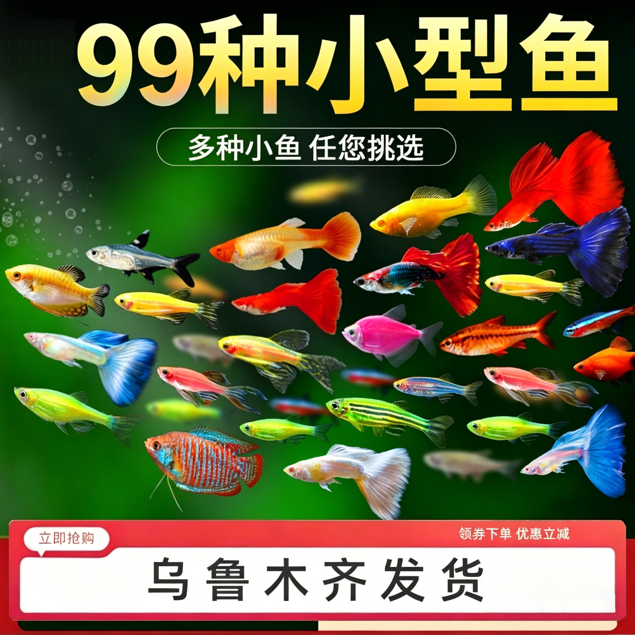 热带观赏鱼斑马孔雀鱼灯科红绿灯鱼新手好养耐活小型活鱼新疆包邮