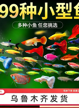 新疆包邮发货观赏鱼新手好养耐活