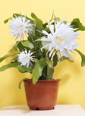 昙花苗室内阳台庭院植物绿色盆栽盆景花卉昙花一现适合新手养殖