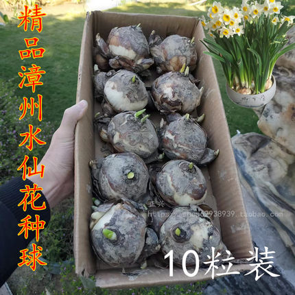 漳州正宗水仙花种球一级球根种子室内外桌面绿植水培冬季花卉包邮