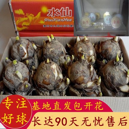 漳州水仙花种球种子特级水养球根大球室内外冬季花卉水培盆栽包邮