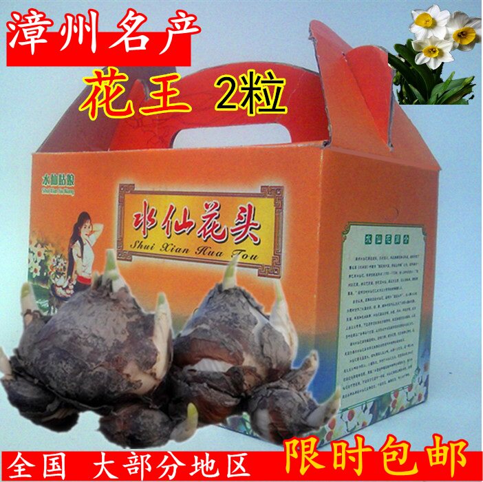 漳州水仙花王种球大球水培花卉