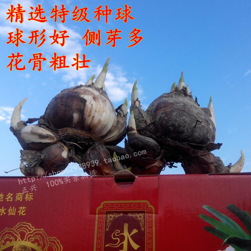 正宗漳州单复瓣水仙花球特级大