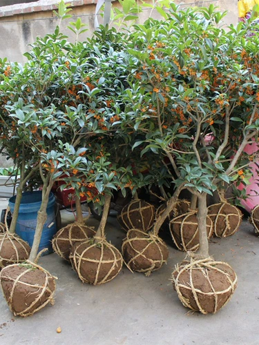 Osmanthus деревьев саженцы в горшках из четырех сезонов экстремальные голубые цветочные агарвуд август август Gold Osmanthus Courtyard Внутренний и открытый балкон