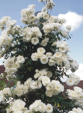 白米农藤本月季花大苗大花