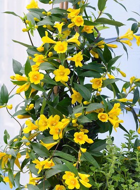 法国香水藤茉莉花好养