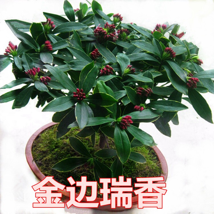 金边瑞香观花植物室内盆栽四季图片