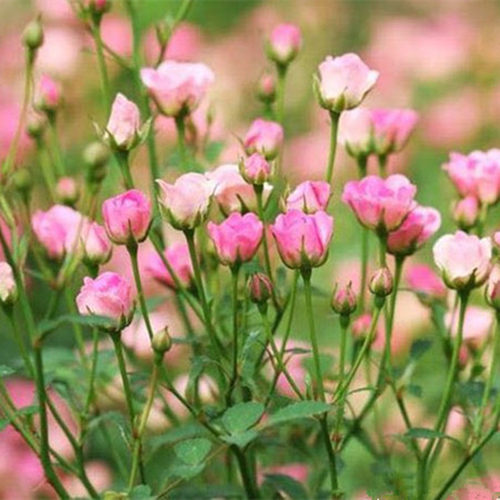 阳台微型月季花超微四季