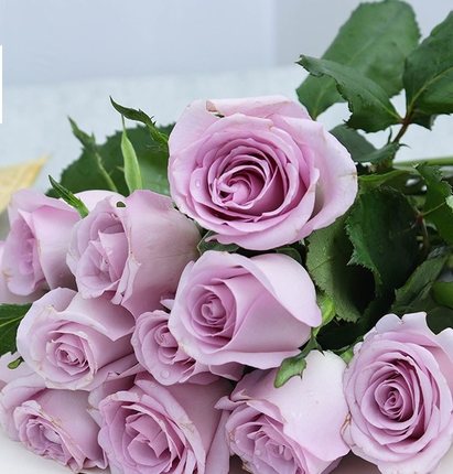 切花紫色玫瑰海洋之歌灌木月季