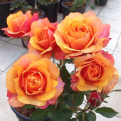 浓香玫瑰花 花苗四季 丹麦永恒系列之永远 艾帕索阳台大花微型月季