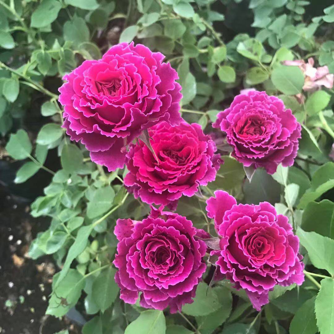 【草药】月季扦插花苗大花浓香丰花多头月季四季开飘逸的波浪边