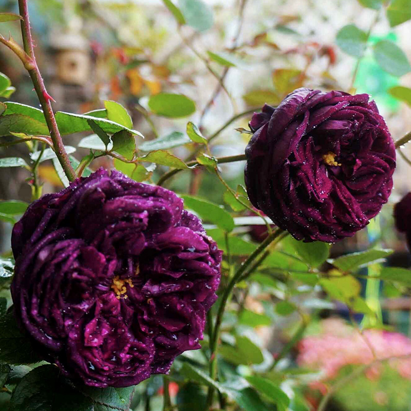品种月季苗大花浓香皇宫紫黑的包子玫瑰花苗四季开水果香味