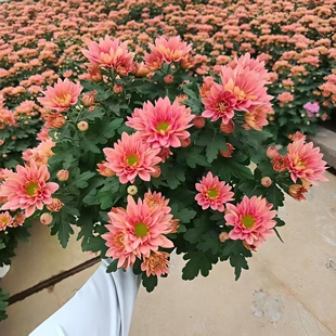 H三文鱼 荷兰菊室内高端花卉长花期易养护办公室茶台150#