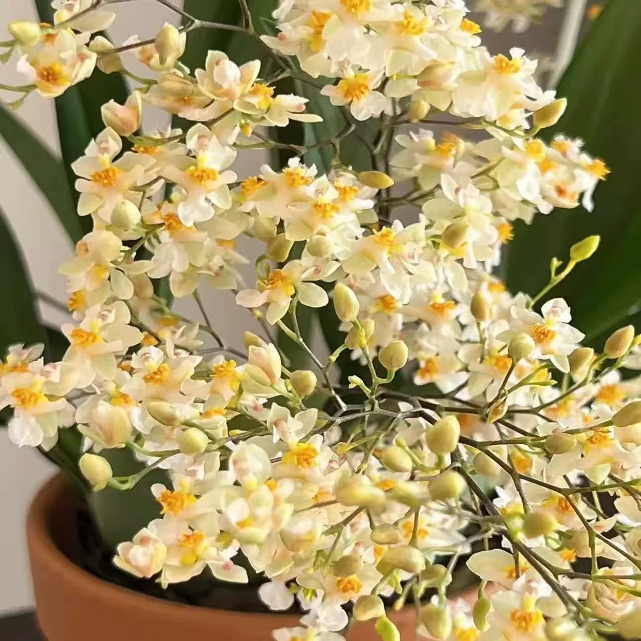 xy罗曼香7支花剑白色梦香兰室内高端兰花 多花剑好养长花期