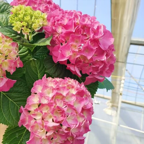 D粉佳人粉色大花绣球多季开花花期长室内室外地栽盆栽阳台1加仑盆