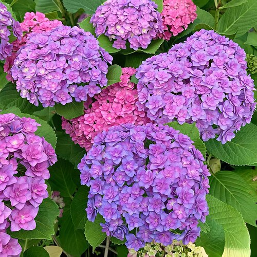 D太阳神殿 重瓣绣球可调色多花头耐热耐寒室内庭院地栽3加仑盆