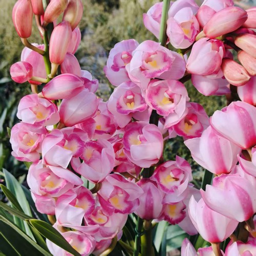 【阿鹏】朝阳 5支花剑多年生云南高山兰花基地室内高端大花蕙兰