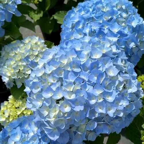 D大海蓝大花绣球多季开花花期长室内室外地栽盆栽阳台3加仑盆