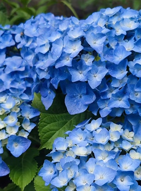 D贝拉 蓝色大花绣球多季开花7花头起花期长室内室外地栽盆栽180#