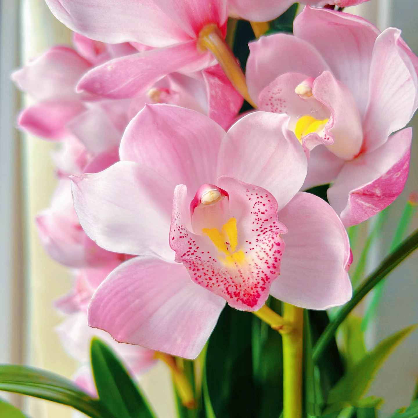 D烛光 3支花剑多年生云南高山兰花基地直发室内高端大花蕙兰