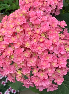 D太阳神殿 重瓣绣球可调色5花头起耐热耐寒室内庭院地栽1.5加仑盆