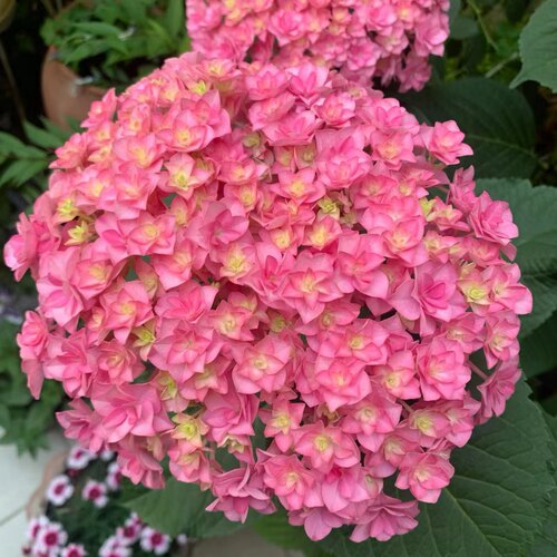 D太阳神殿 重瓣绣球可调色5花头起耐热耐寒室内庭院地栽1.5加仑盆