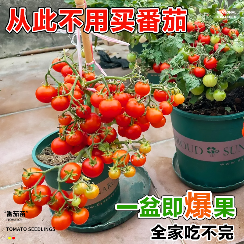 领沃夏季番茄苗果苗盆栽四季种植