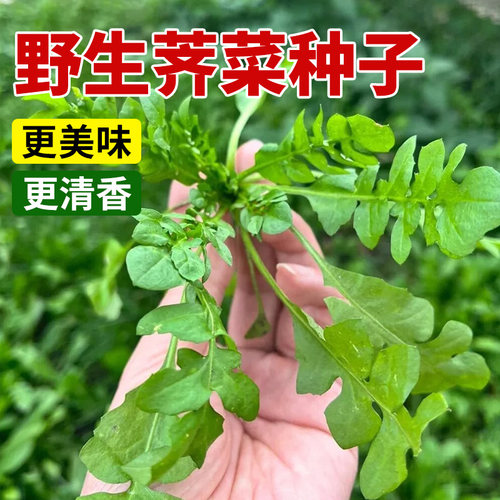 领沃荠菜种子四季播种可阳台盆栽