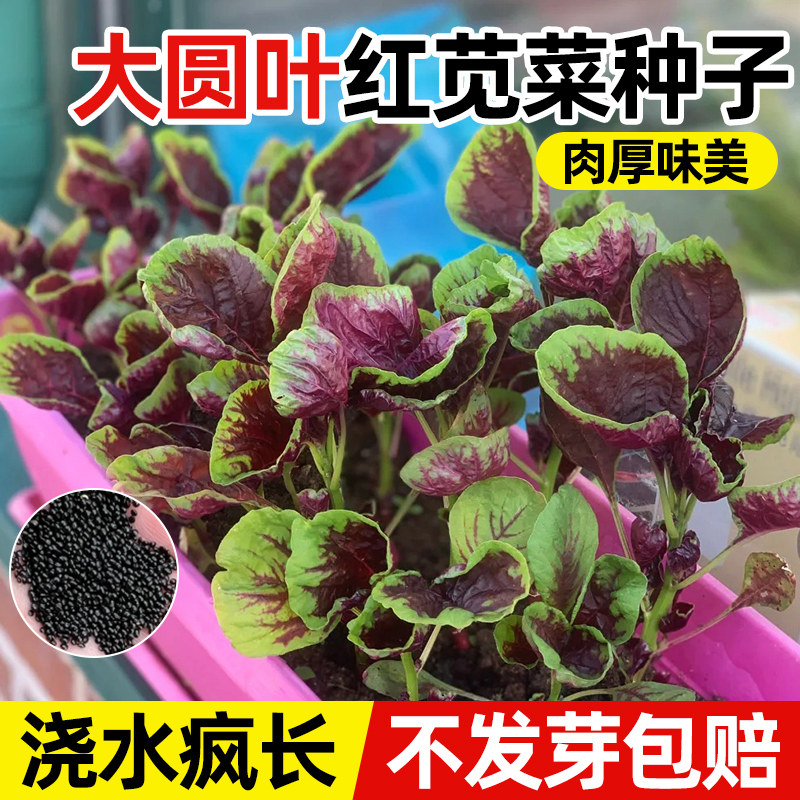 苋菜种子大全野菜种子白红圆叶全红土老品种野生长寿农家蔬菜籽种