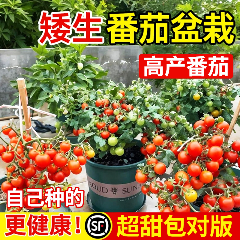 矮生黄番茄盆栽苗四季水果