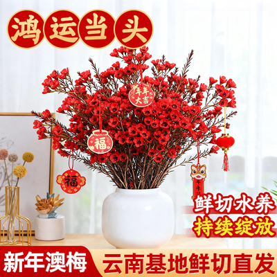 领沃澳洲腊梅水培鲜切鲜花干枝