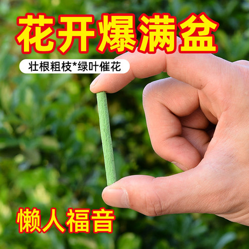 植物缓释营养棒促开花绿叶通用型