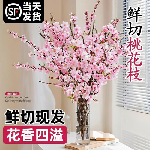 桃花红梅鲜枝水培鲜切带花苞春季