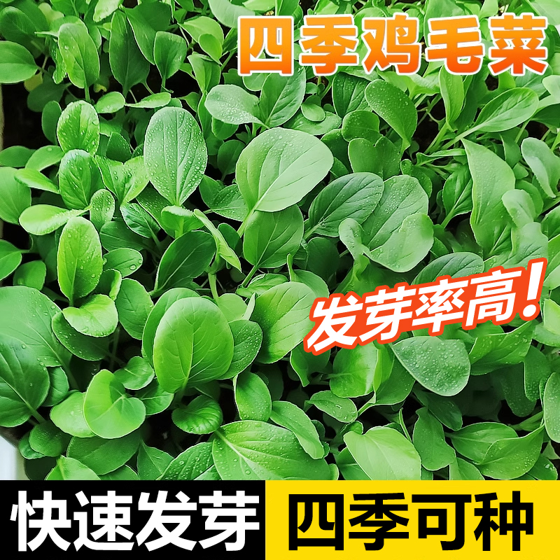 鸡毛菜菜籽家庭阳台盆栽四季种植