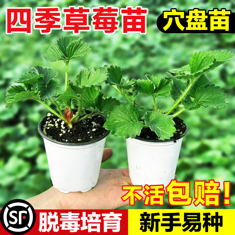 领沃草莓苗多种类型阳台盆栽蔬菜
