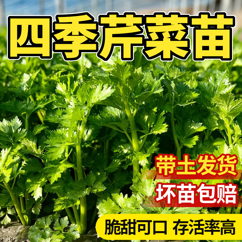 领沃芹菜苗秋冬季节四季皇后西芹