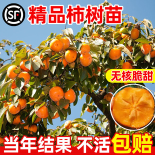 柿子树苗果苗高产火晶大秋甜脆无核柿南北方种植庭院地栽四季果树
